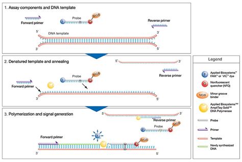 TaqMan Gene Expression Assays .